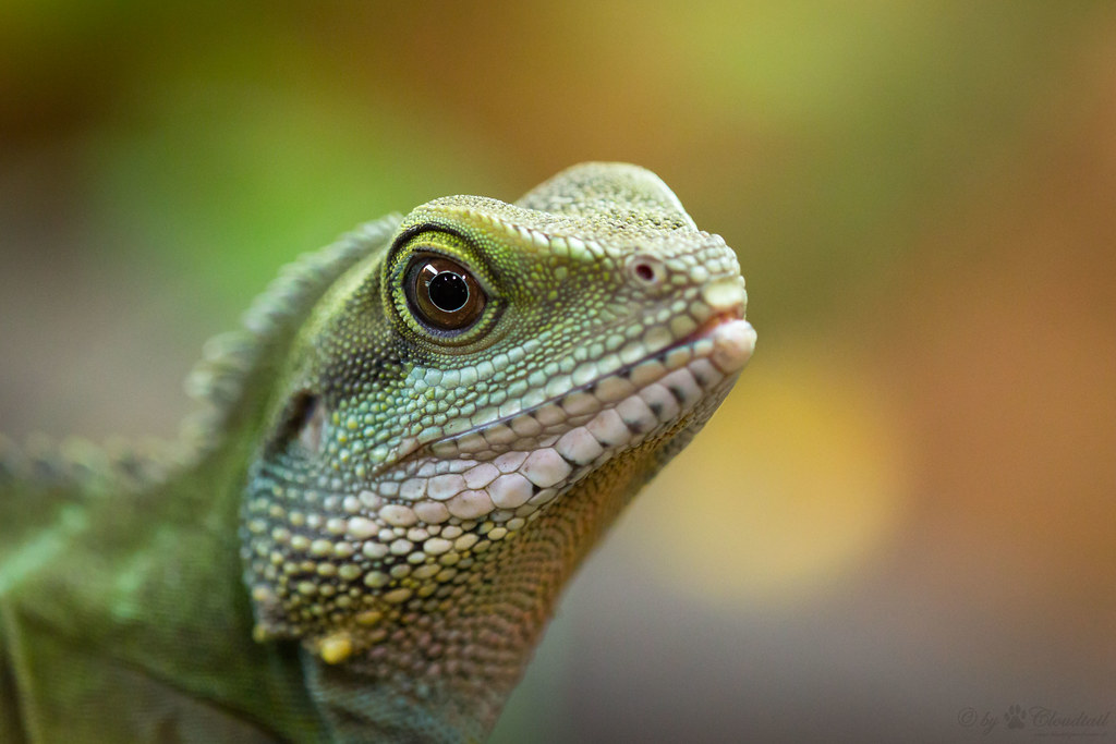 A water dragon's head A picture, I've made at Zoo Kaisersl… Flickr