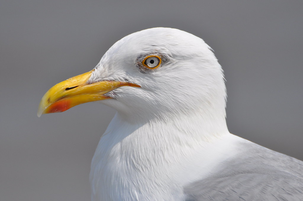 Head gull Herring Gull Jez Taylor Flickr