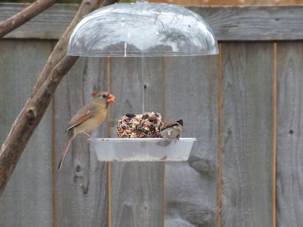 Female Northern Cardinal On dinner bell feeder Flickr