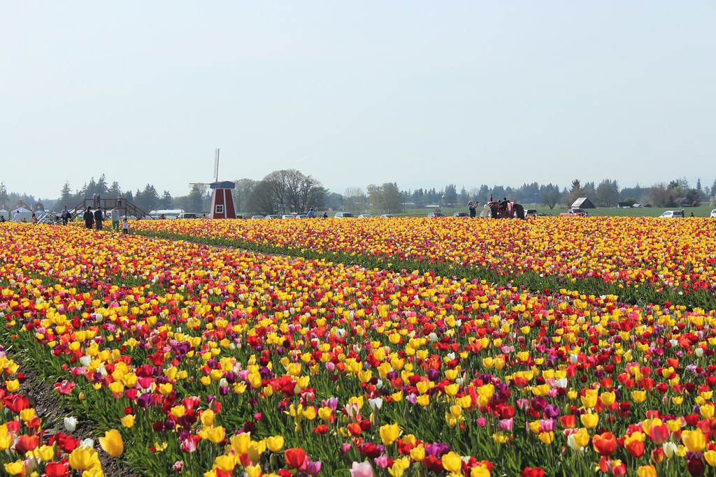 Dutch Landscape Wooden Shoe Tulip Festival Woodburn, OR
