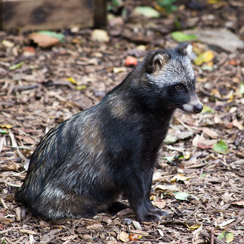Tanuki Zoo Atlanta, Sep 04, 2013. Kevin McGee Flickr