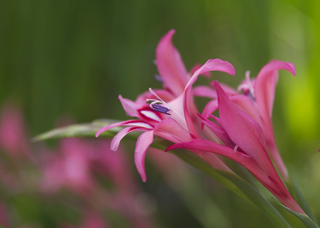 Pink flowers Pink flowers Anna Calvert Flickr