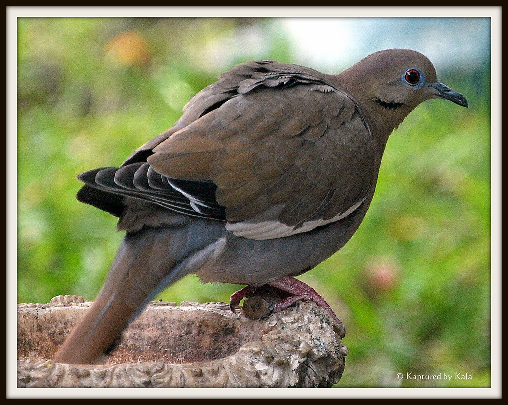 male white wing dove showing aggression white wing males a… Flickr