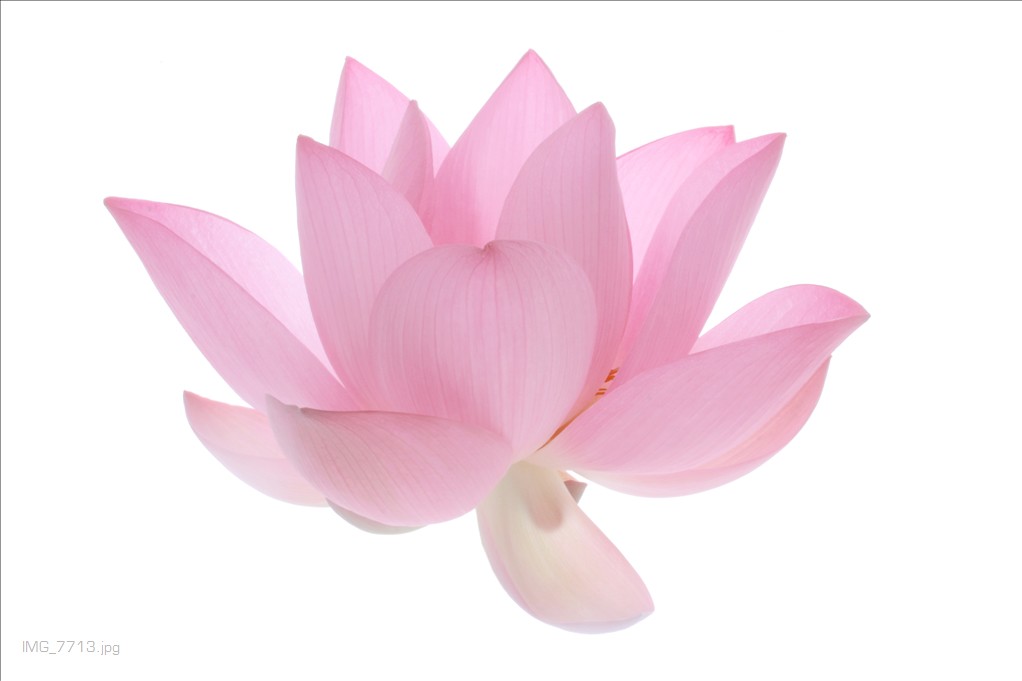 Lotus Flower Lotus Flower Flower Link to Link to many Bahm… Flickr