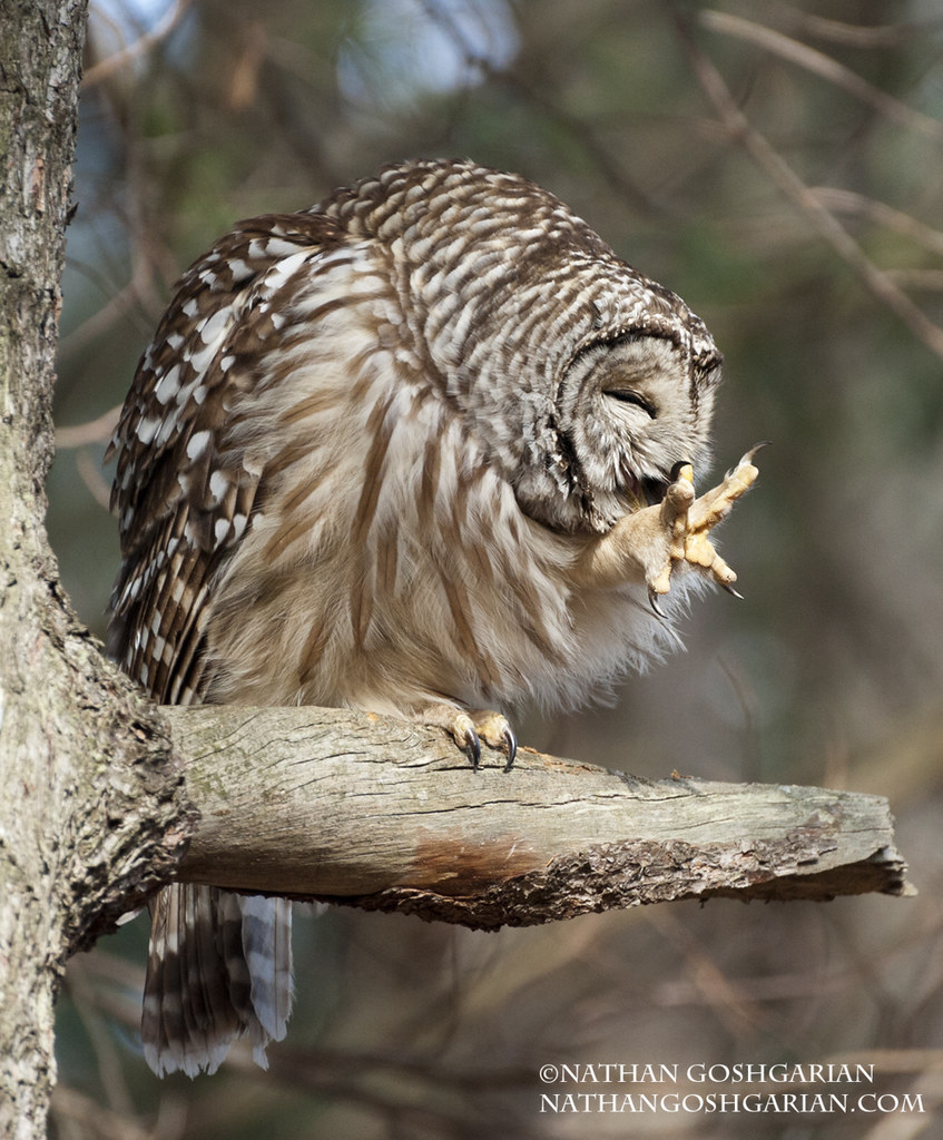 Owl Maintenance "Habitat", Belmont, MA Nathan Goshgarian Flickr