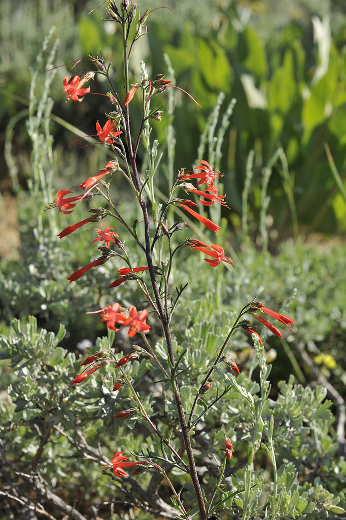 scarlet_gilia_0374 scarlet gilia Ipomopsis aggregata N sid… Flickr