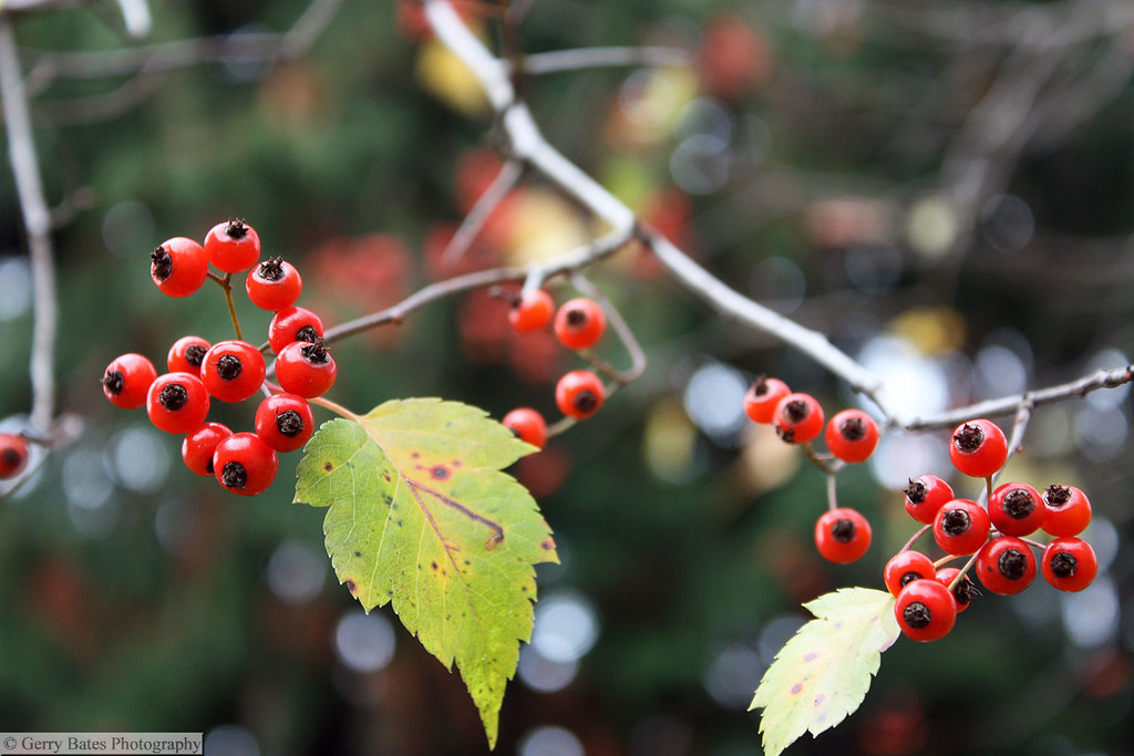 Washington Hawthorn Berries [Crataegus phaenopyrus] Flickr