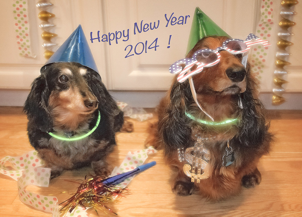 Dachshund New years Party The resident dachshunds get