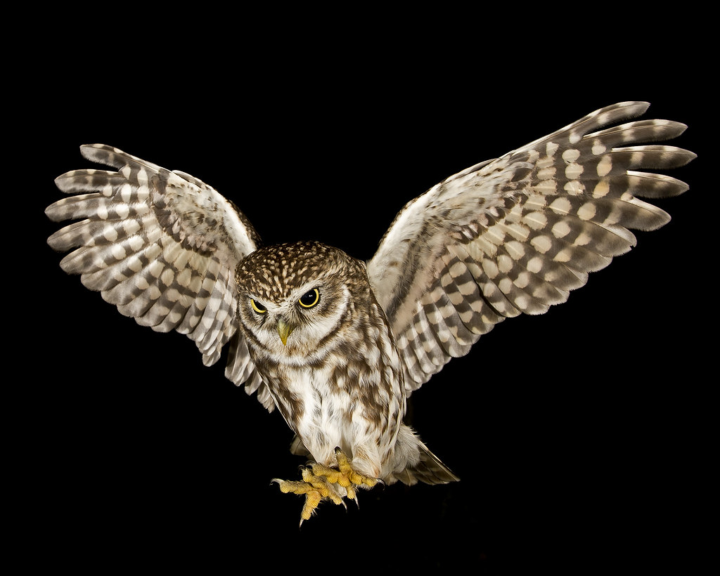 Little Owl (Athene noctua) This is a wild bird. Phil Winter Flickr