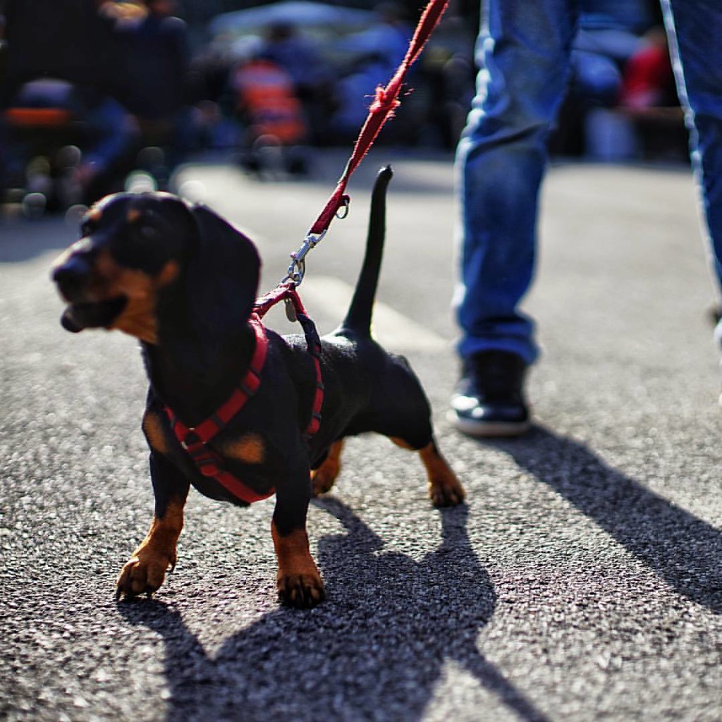 The barking sausage dog dachshund perrosalchicha perro … Flickr