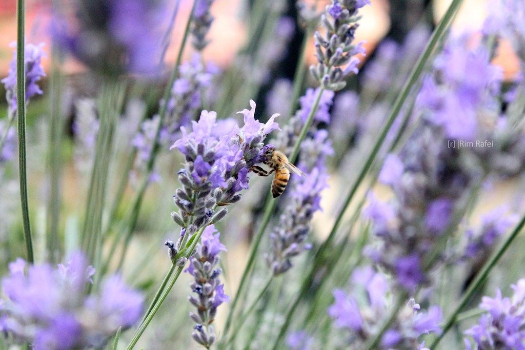 Lavender “The lovely flowers embarrass me. They make me re… Flickr
