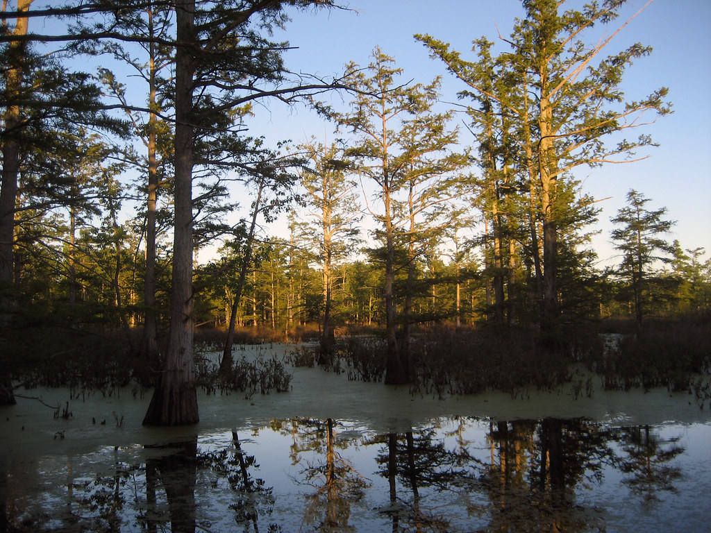 Reflections at Cypress Creek National Wildlife Refuge a photo on Flickriver