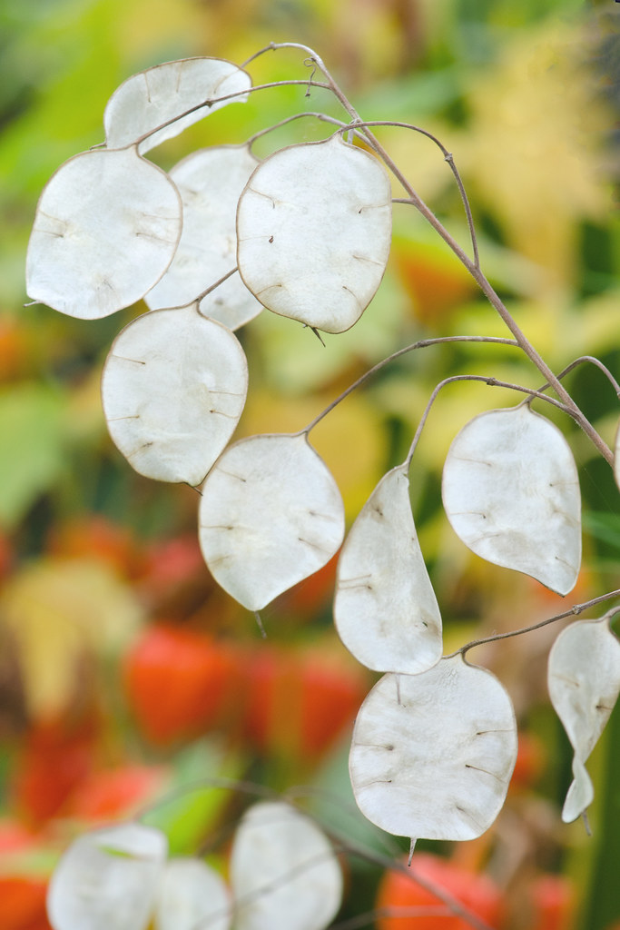 Pennies from Heaven Patsy Smiles Flickr