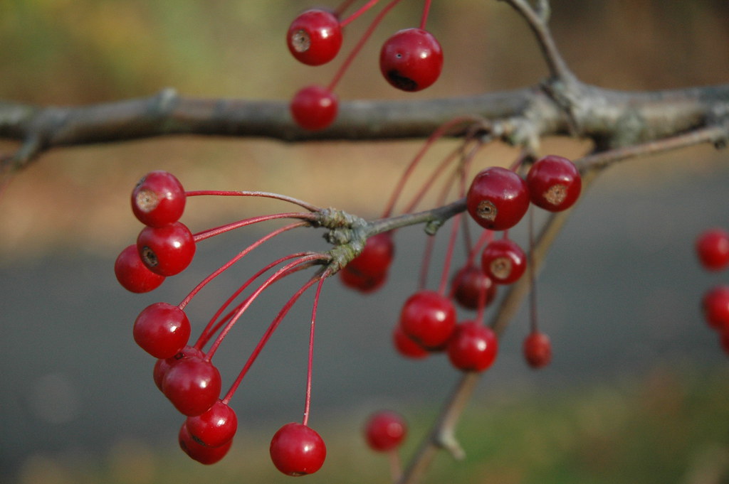 Silence of Heritage Park, Allentown, NJ 035 HeronThere Flickr