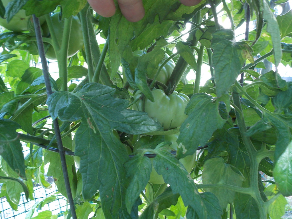 one tomato plant grow in a 5 gallon bucket using the drain… Flickr
