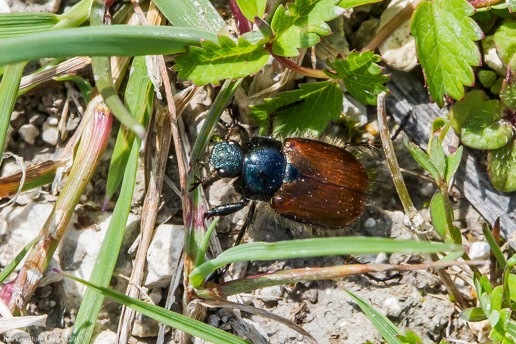 Garden Chafer Beetle (Phyllopertha horticola) Garden Chafeâ€¦ Flickr