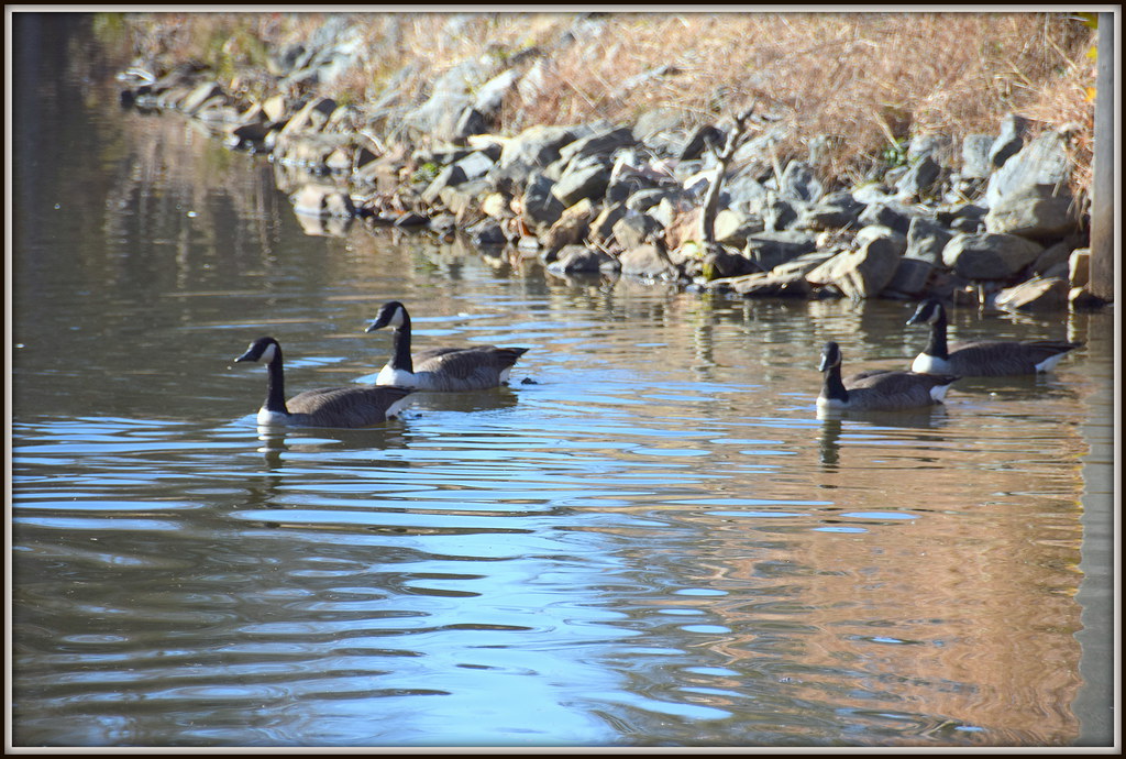 Kernersville Lake Park, Kernersville North Carolina Flickr