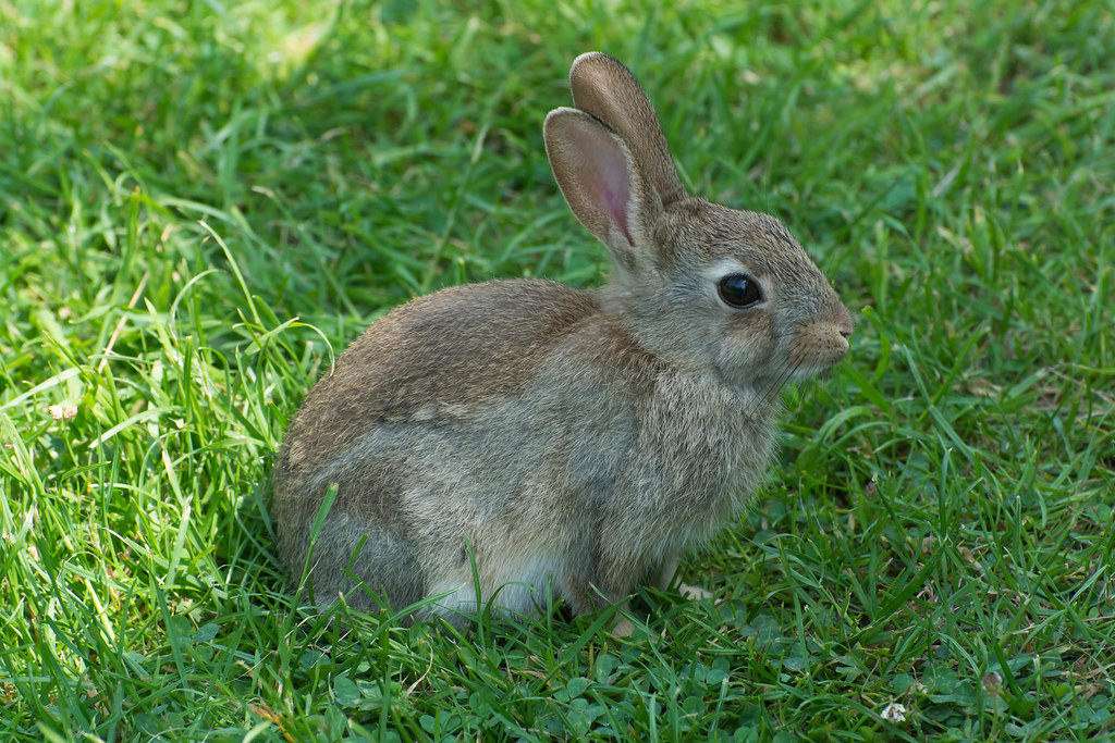 wm_etc2230.jpg Very tame wild rabbit at Woods Mills Alan Hilton