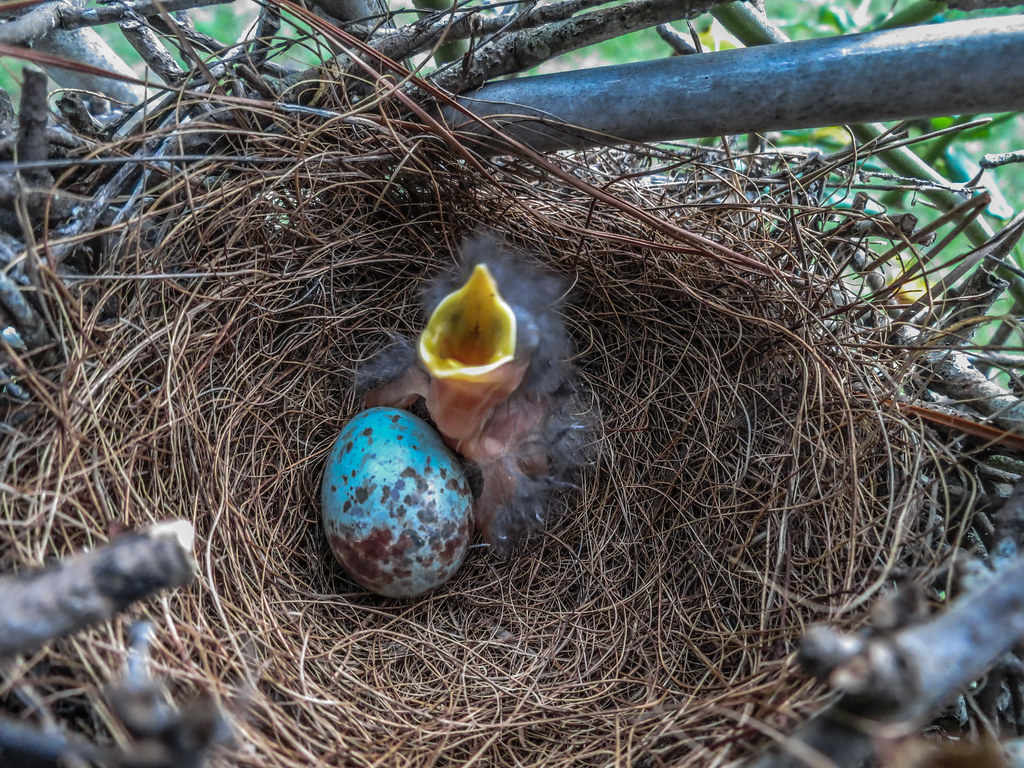 Baby Mockingbird & Egg This chick just hatched today Flickr