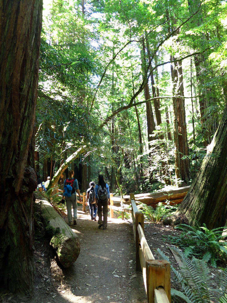Muir Woods Hike Fern Creek Muir Woods Hike Fern Creek Flickr
