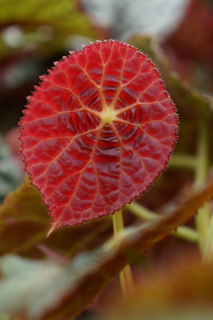 Begonia goegoensis Christopher Flickr