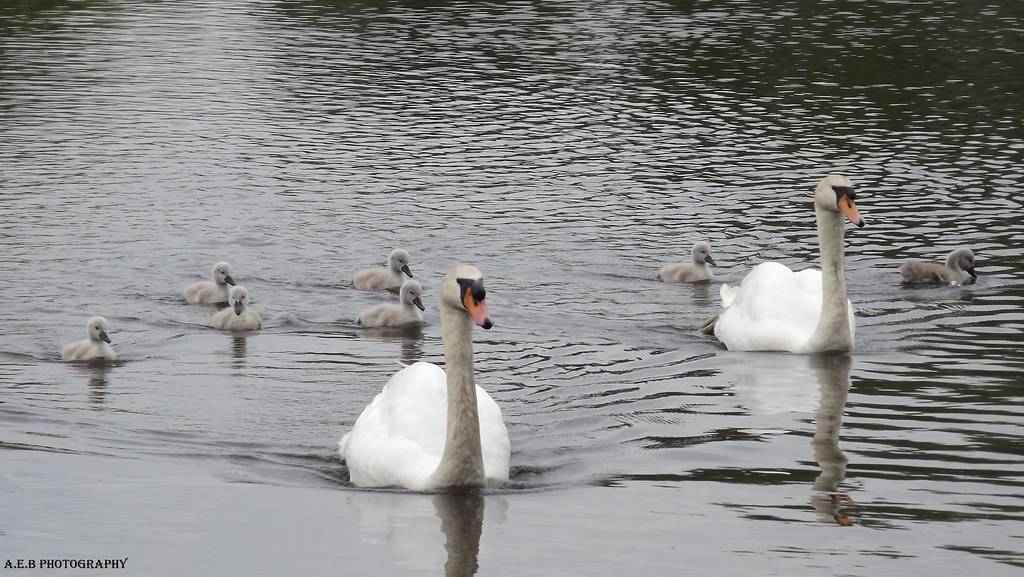 A swans day out Taken at Walton Dam Chesterfield A.E.B PHOTOGRAPHY