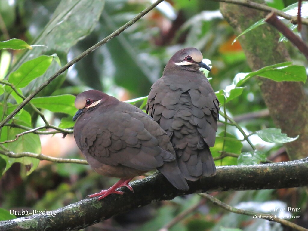 Geotrygon veraguensisOlivebacked quaildove MutatáAntio… Flickr