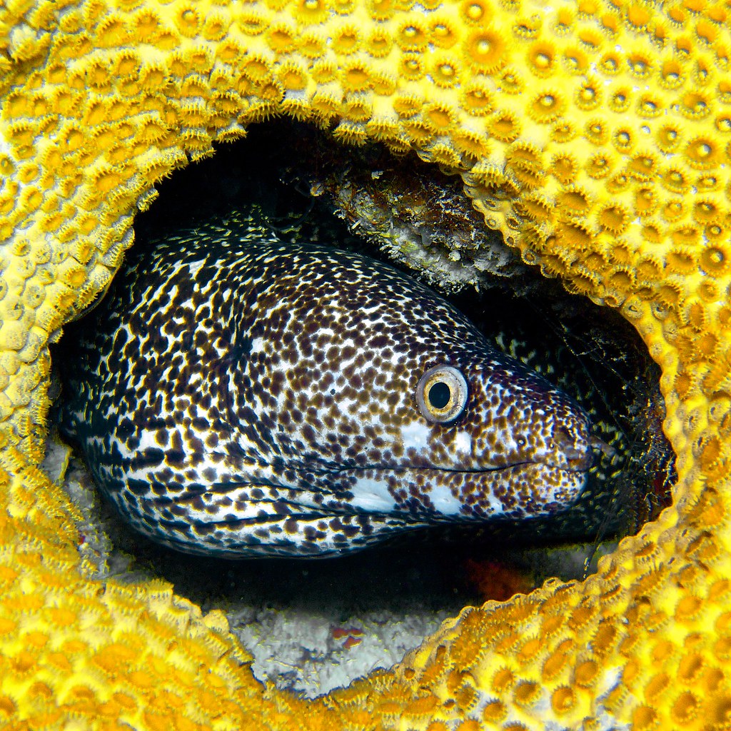 Spotted Moray, Florida Keys A Spotted Moray Eel framed by … Flickr