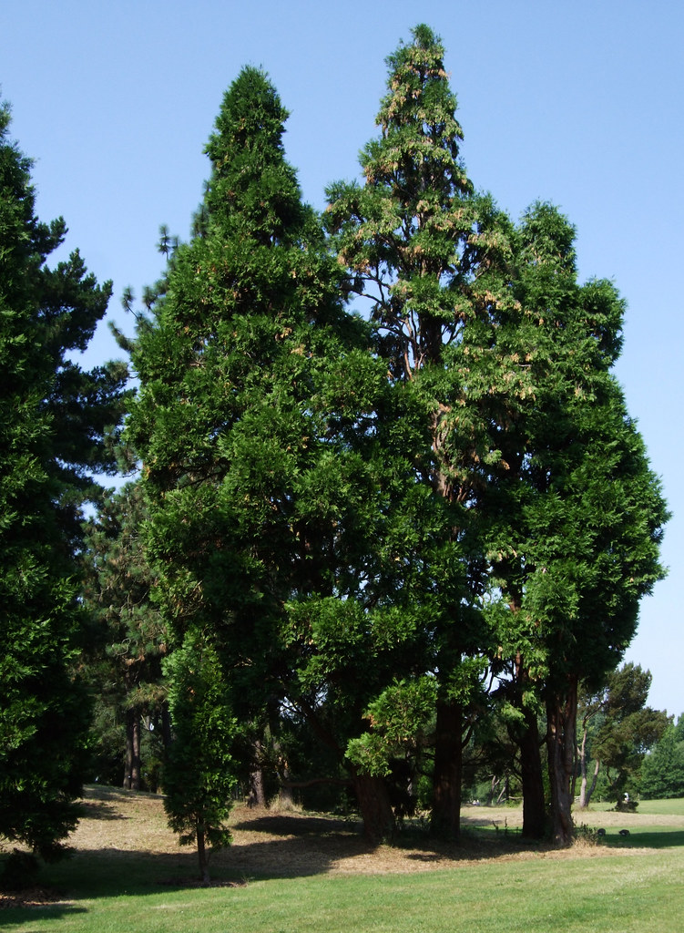 Incense Cedar Trees In Kew Gardens London. Calocedrus (c… Flickr