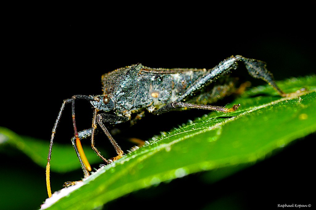 Kissing bug this guy was enjoying a fresh bird drop. Yumm.… Raphael