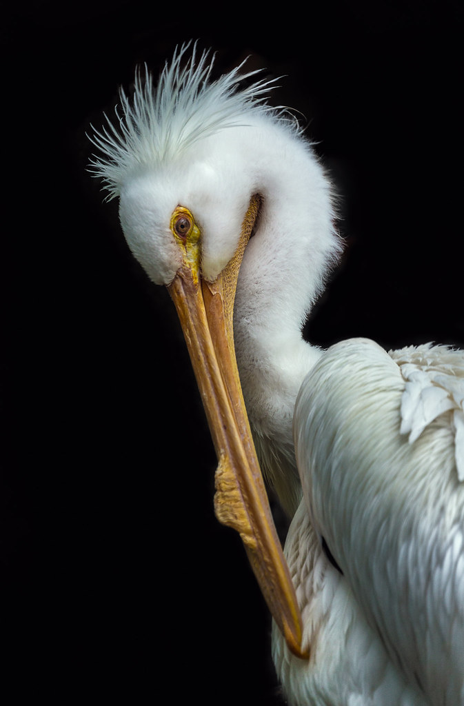 American White Stork © 2014 alan shapiro Prints available … Flickr