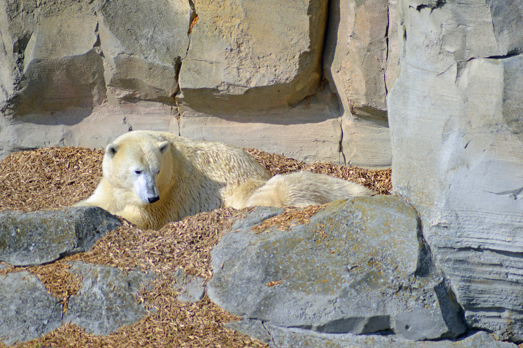 Zoo am Meer zooammeerbremerhaven.de/de/ Alle