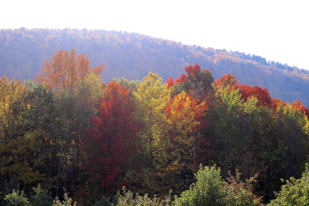 Verger du Flanc Nord MontSaintHilaire ginger_starlette Flickr