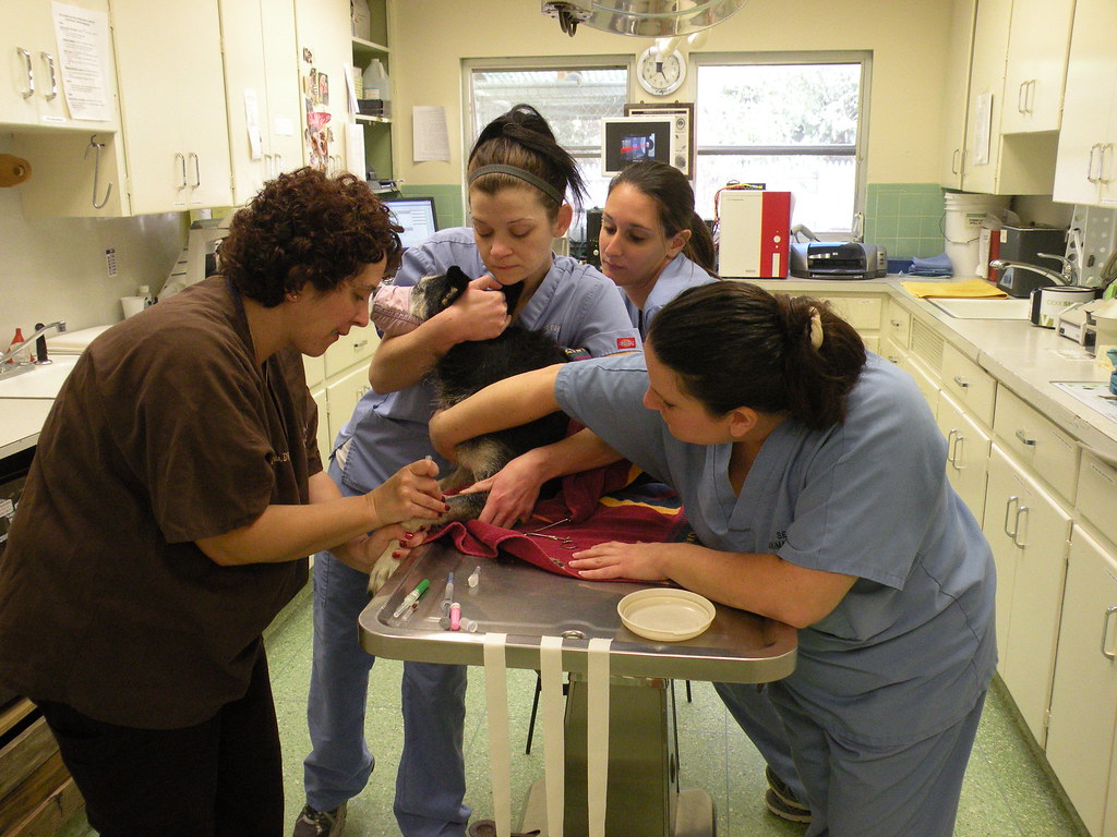 5+ Sea Girt Vet Hospital References