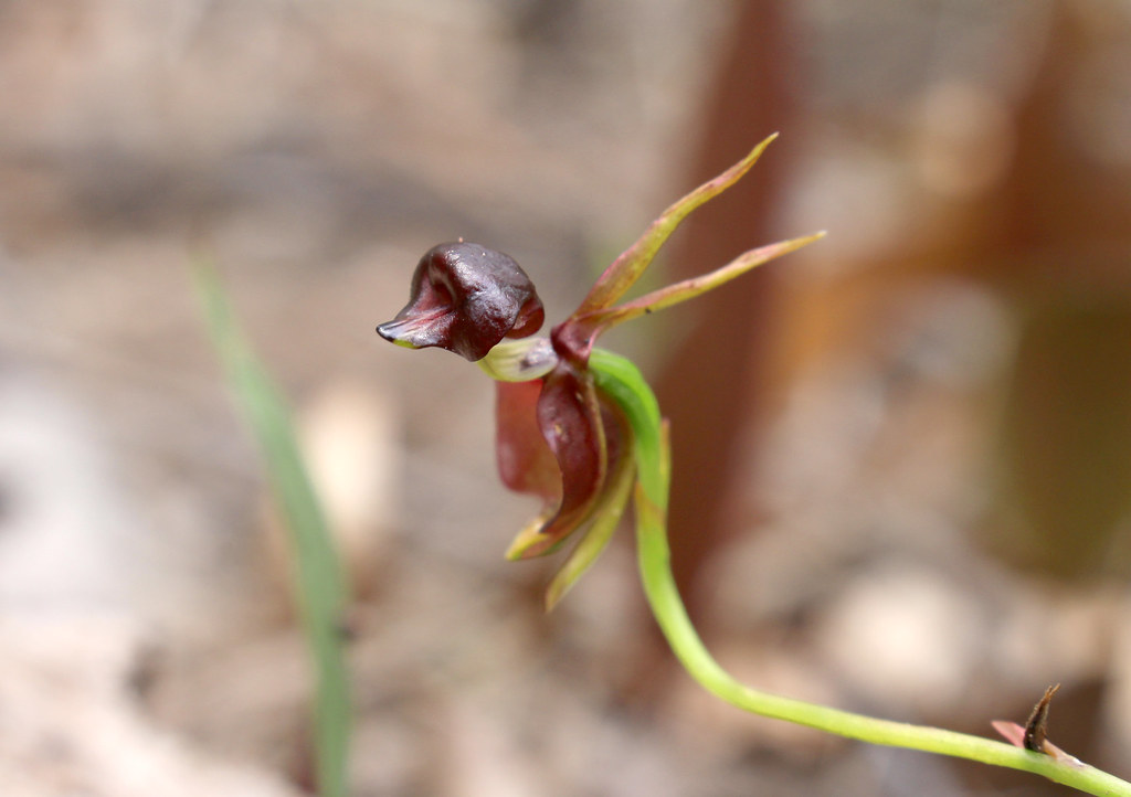 Flying Duck Orchid (Caleana major) Wild Orchid Lane Cove N… Flickr
