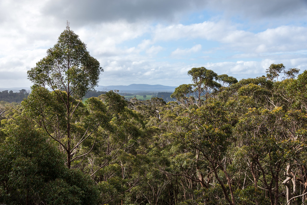 Giant Tree Top Walk near Denmark, WA. Giant Tree Top Walk … Flickr