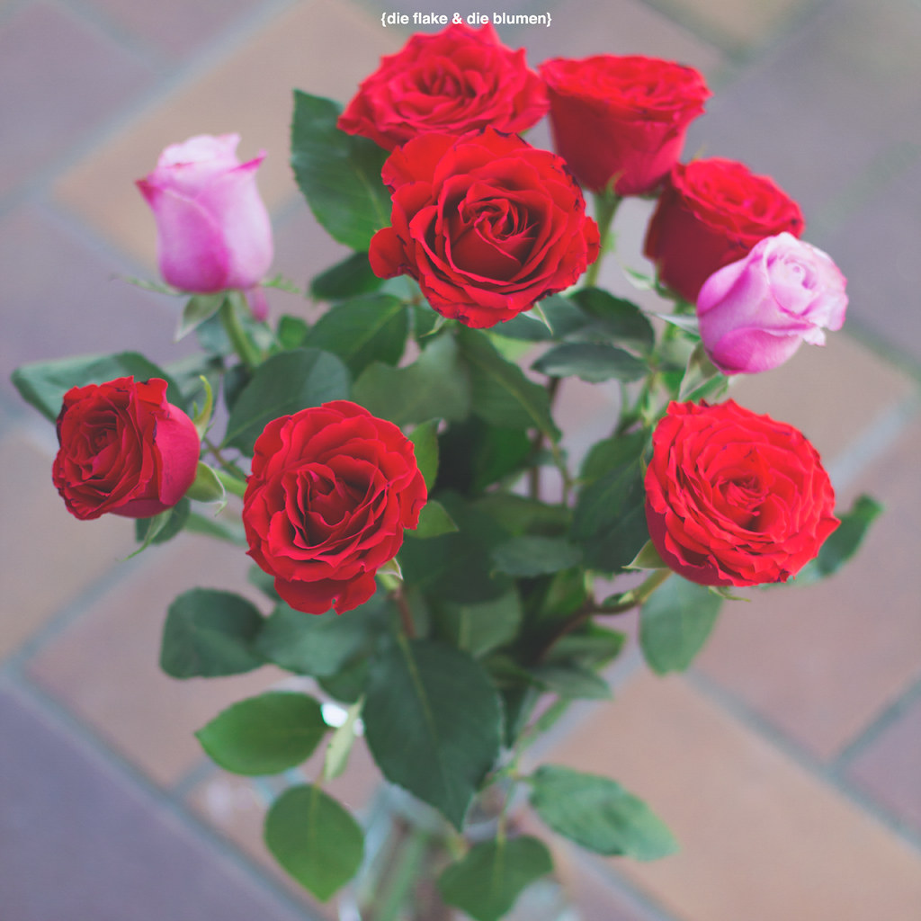 {Flowers are red, green leaves are green} Flowers are red,… Flickr