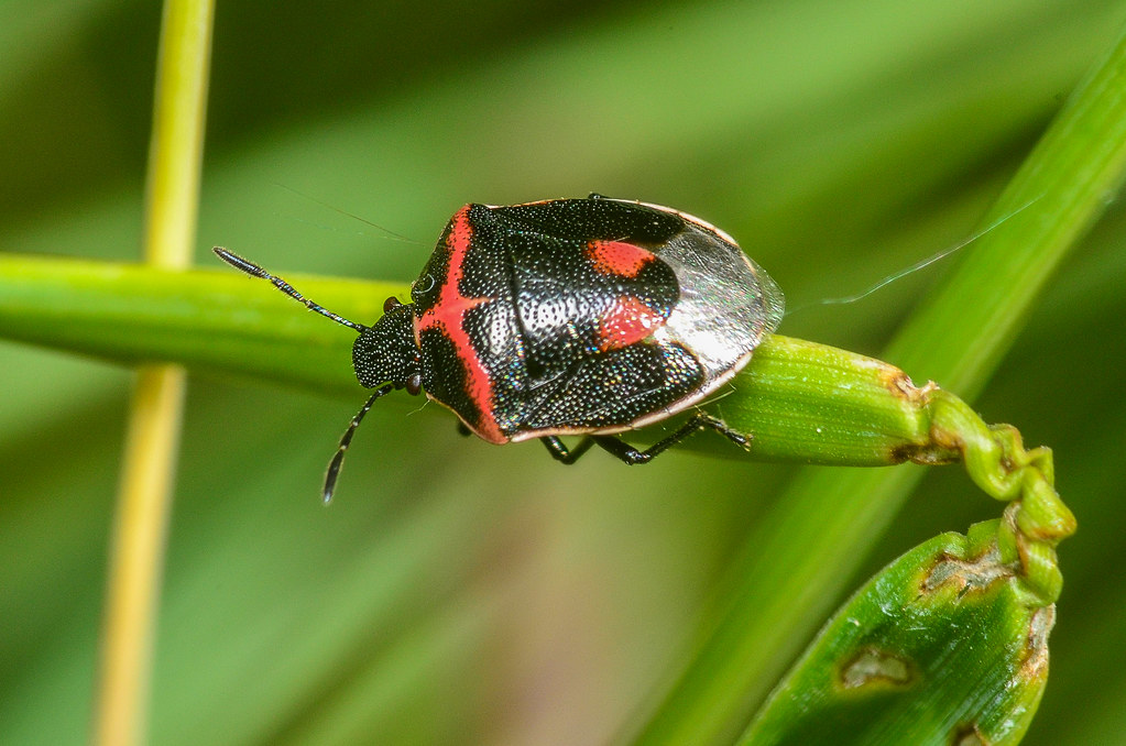 Twicestabbed Stink Bug Cosmopepla lintneriana, Pentatomid… Flickr