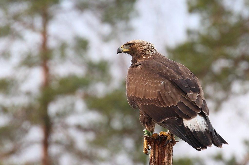 Young golden eagle (Aquila chrysaetos) Nuori maakotka kelo… Flickr