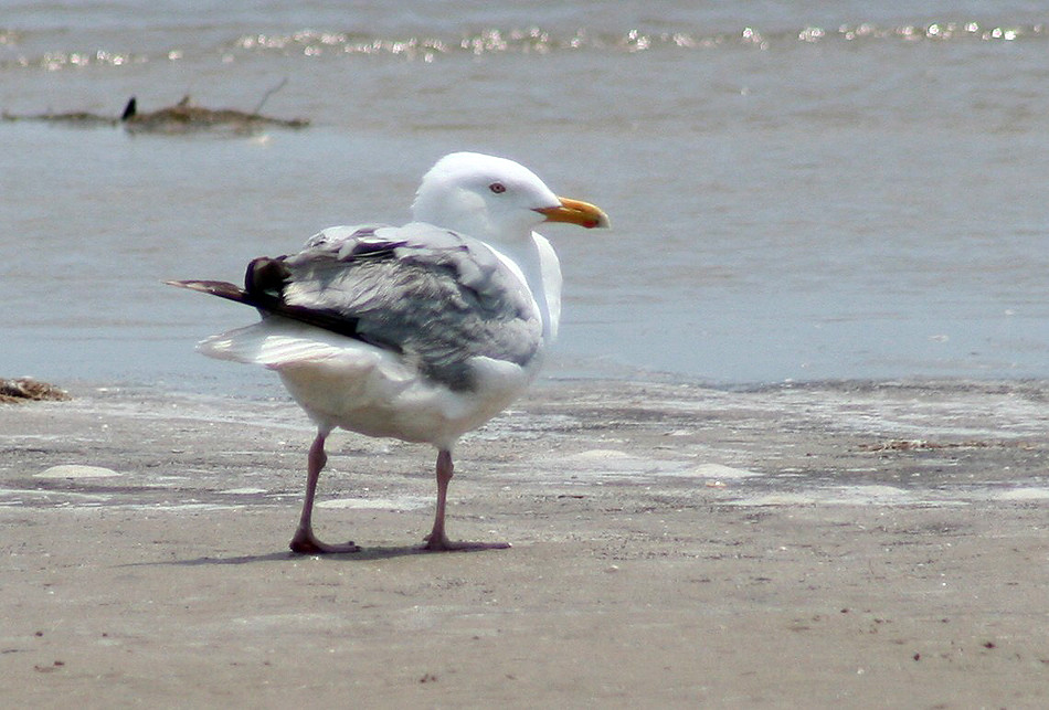 AMERICAN HERRING GULL Flickr