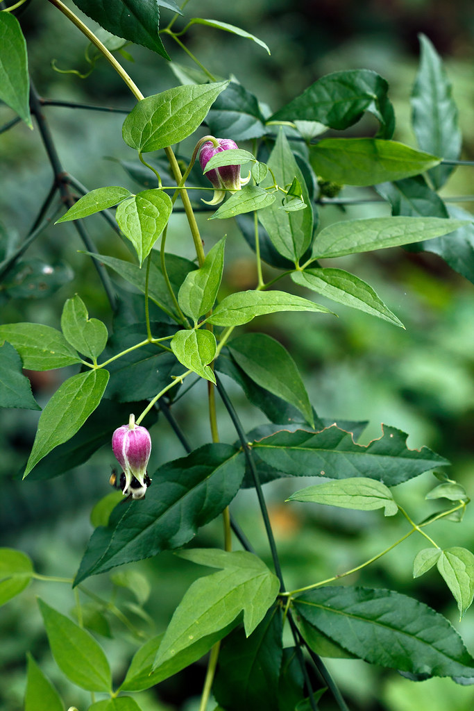 Clematis viorna (leather flower) on Euonymus americanus (s… Flickr