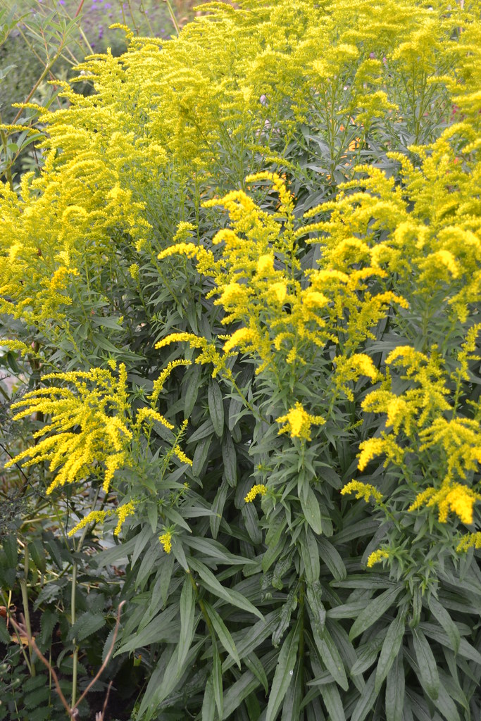 Solidago 'Foxbrook Gold' Avondale Nursery Flickr
