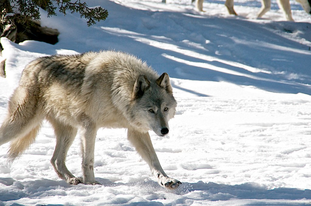 Wild Spirit Wolf Sanctuary Candy Kitchen, NM fred Flickr