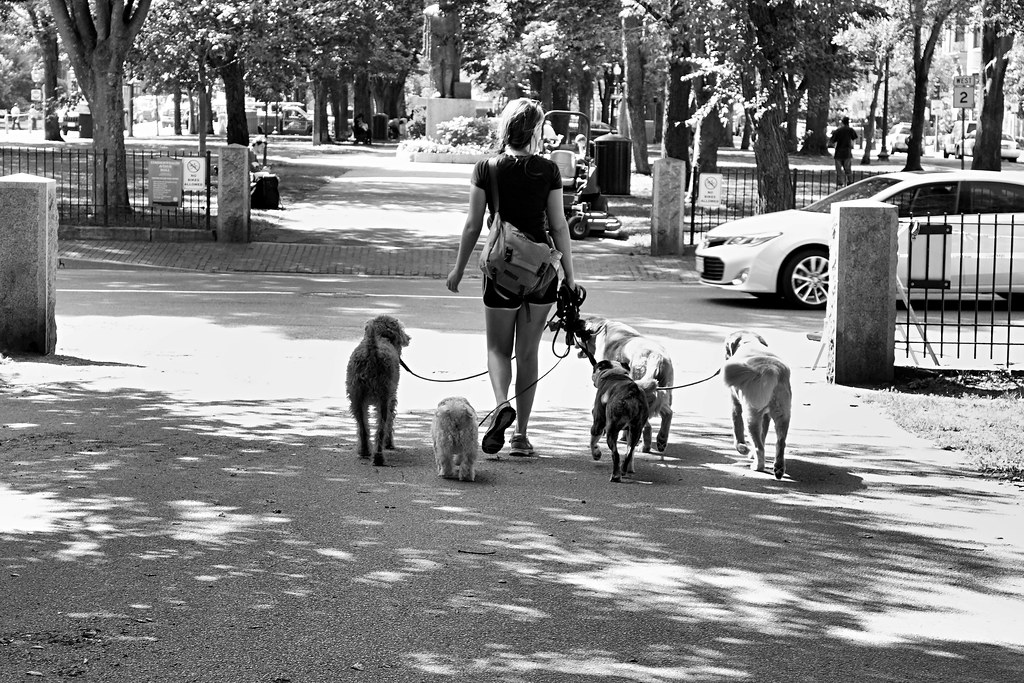 Dog Walker Dog walker on Commonwealth Avenue Mall in Bosto… Flickr