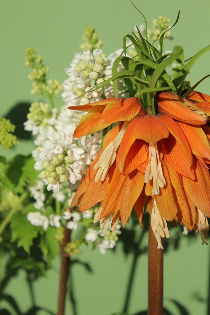 Flowers Hannah Mason Flickr