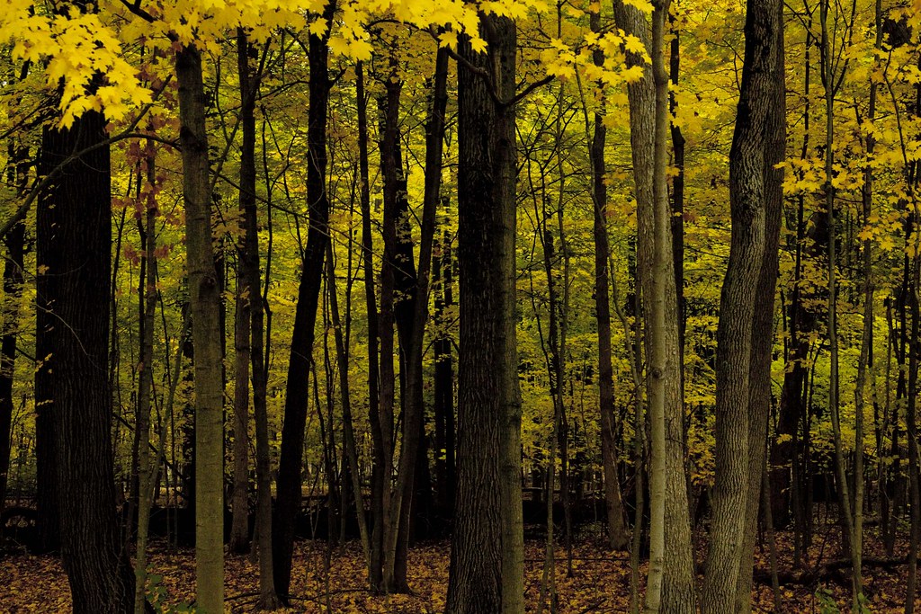 Wright Woods and Pond A Chance Encounter with Henry Davi… Flickr