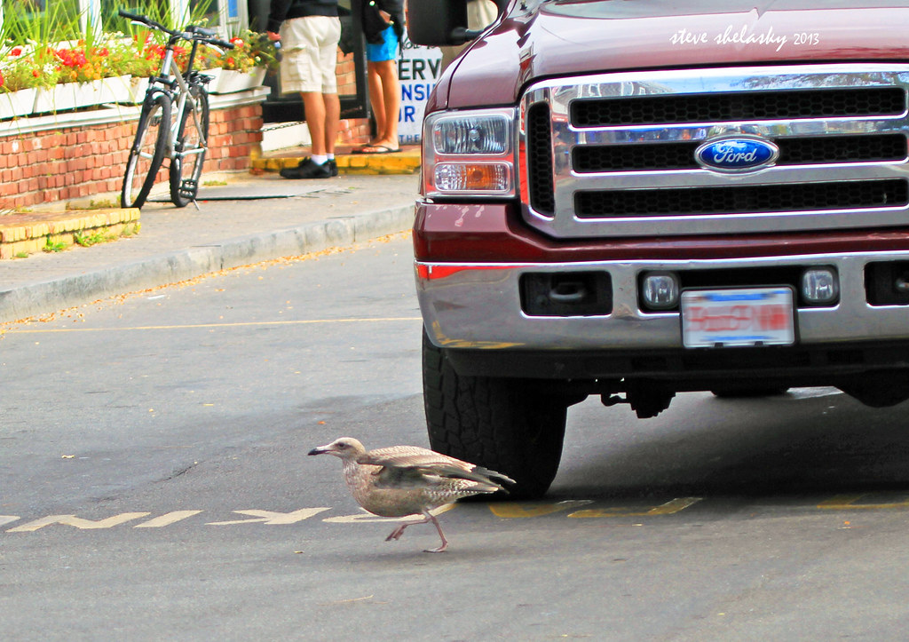 Bird Crossing This crossing is for the birds! Steve Shelasky Flickr