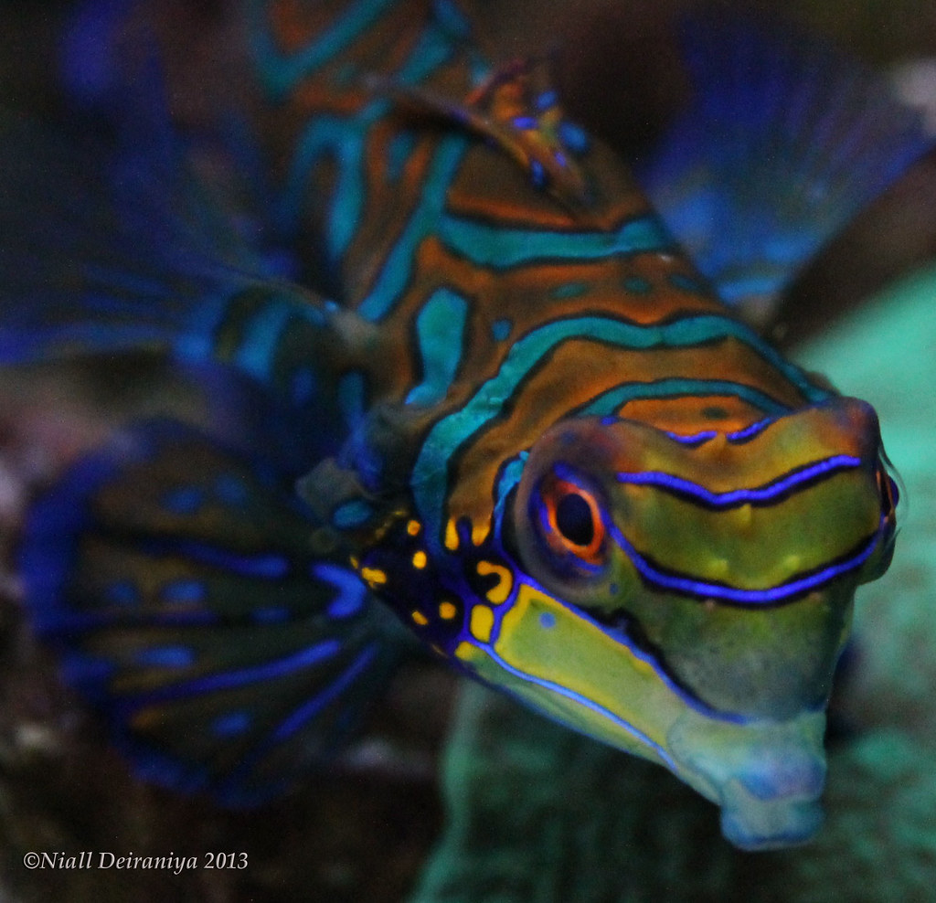 Mandarin Kiss Mandarin fish feeding on algae Niall Deiraniya Flickr