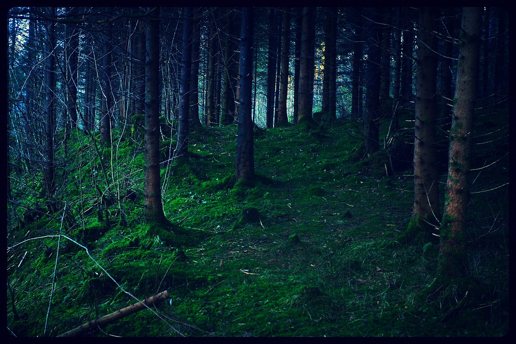 Dark Woods Bill Liao Flickr