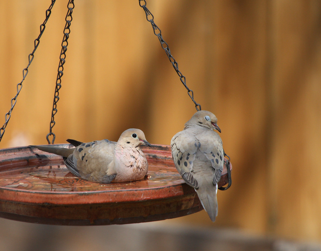 Mourning Doves Sunbathing in the bird bath! 4192014 Calico Whimsy